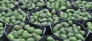 Avocados von La Palma: Immer mehr der wohlschmeckenden Butterfrüchte werden auf der Insel angebaut. 