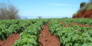 Kartoffelanbau auf La Palma: lokale Produkte werden auch auf der Insel immer beliebter. Foto: Garafía