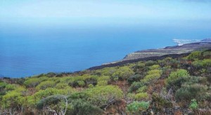 Naturschutzgebiet Tamanca: Los Llanos investiert. Foto: Biosfera de La Palma