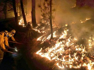 Waldbrand August 2016 auf La Palma: Jetzt gibt es EU-Mittel zur Prävention. Foto: BRIF