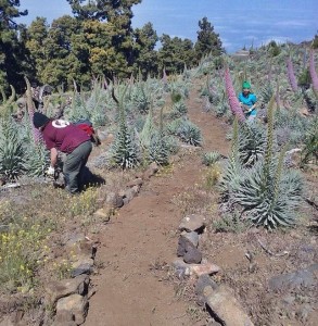 Rosa Tajinasten auf dem Roque: Studenten legen einen Weg für Pflanzenfans an. Foto: Caldera Nationalparkverwaltung