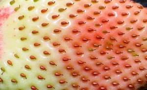 erdbeere-facundo