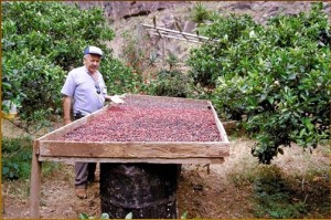 Vorbild sind die Kaffeeplantagen in Agaete auf Gran Canaria: La Palmas Inselregierung will 