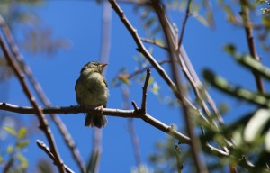 kanarienvogel-michael-kreikenbom