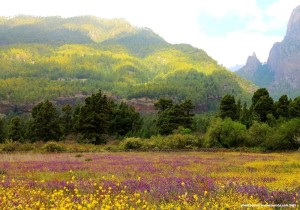 la-palma-fernando-rodriguez-foto