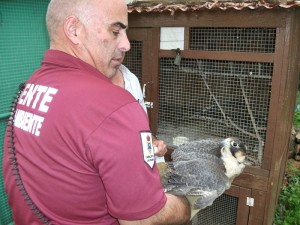 Mitarbeiter des Inselumweltamtes versorgt den beschlagnahmten Wanderfalken: Sie stehen im Katalog der gefährdeten Wildtiere und dürfen nicht gefangen oder mit nach Hause genommen werden. Foto: Cabildo