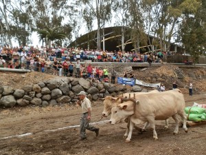 Auch am 24. Juni 2017: Viehmarkt und Ochsenziehen bei der Halle am südlichen Stadtausgang von Los Llanos. Foto: Stadt