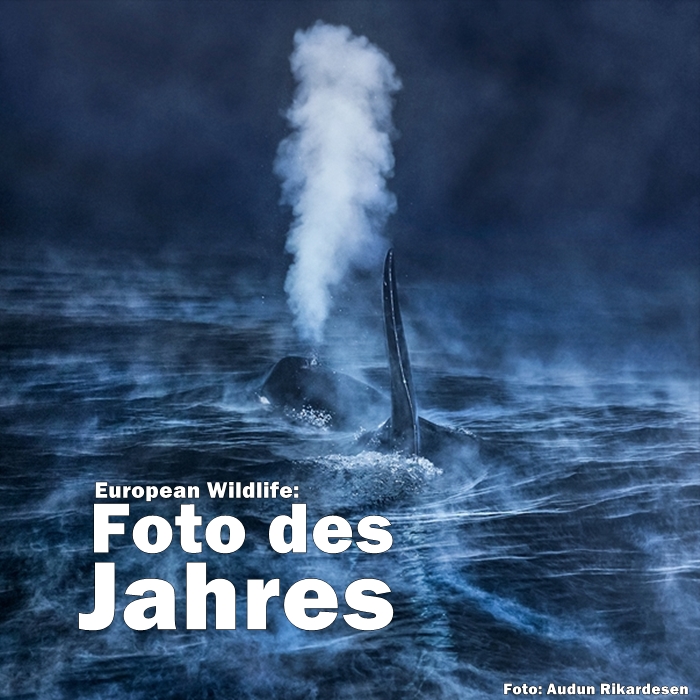 EU-Wildlife-Photographer-of-the-year-winner-audun-rikardesen-la-palma-caja-canarias-titel