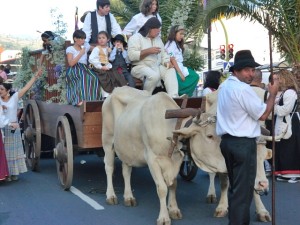 Authentisch: Der Umzug mit Ochsenwagen am