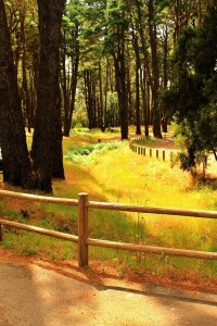 Refugio de El Pilar: Einer der Freizeit- und Grillparks auf La Palma. Foto: Fernando Rodríguez Palmeros en el Mundo