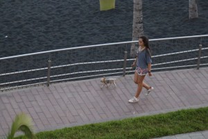 Strand von Puerto Naos: Hunde dürfen nur an der Avenida spazierengeführt werden - die Playa ist tabu, weil hier die Blaue Flagge der FEE weht. 