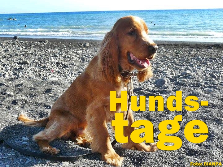 hunde-titel