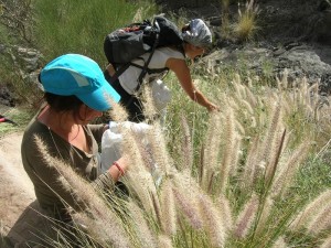 Der Rabo de Gato vermehrt sich auf La Palma und anderen Kanarischen Inseln in besorgniserregender Weise: Jetzt gibt´s Geld aus dem FDCAN-Fond und vom Cabildo, um dem Bioinvasor massiv zu Leibe zu rücken. Foto: Aociacion Abeque