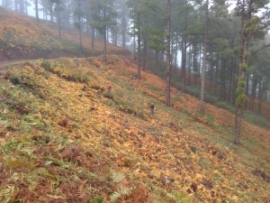 Aufräumarbeiten im Wald: So beugt das Cabildo auch Waldbränden vor. 