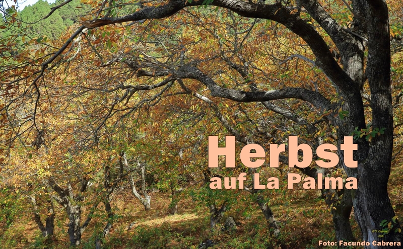 herbst-facundo