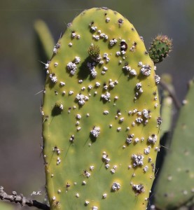 So fängt´s an: Gartenbesitzer, die ihre Opuntien retten wollen, müssen den Befall frühzeitig erkennen und die Pflanzen säubern. Foto: Michael Kreikenbom