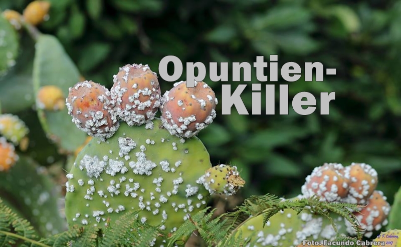 opuntien-cochenilla-mejicana-titel