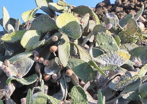 Von der Cochinilla Mejicana befallene Opuntien: Die "Ohren" sind voll von den Schildläusen und sterben recht schnell vollständig ab. Foto: La Palma 24