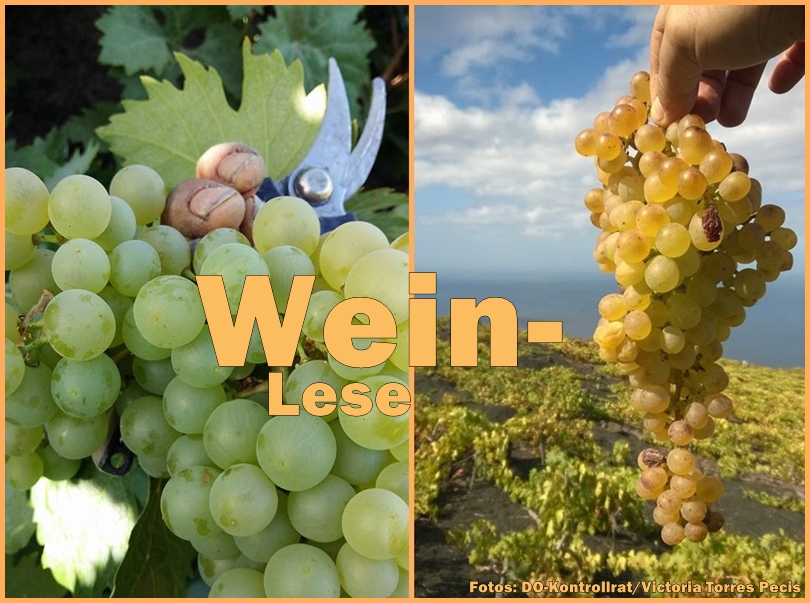 weinlese-victoria-torres-pecis-foto-la-palma-titel