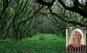 Der Lorbeerwald auf La Palma ist magisch: Jetzt soll er als Inspiration für den Karneval dienen. Foto: Facundo Cabrera