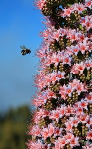 Fleißige Bienen auf La Palma: produzieren super Honig. Foto: Facundo Cabrera