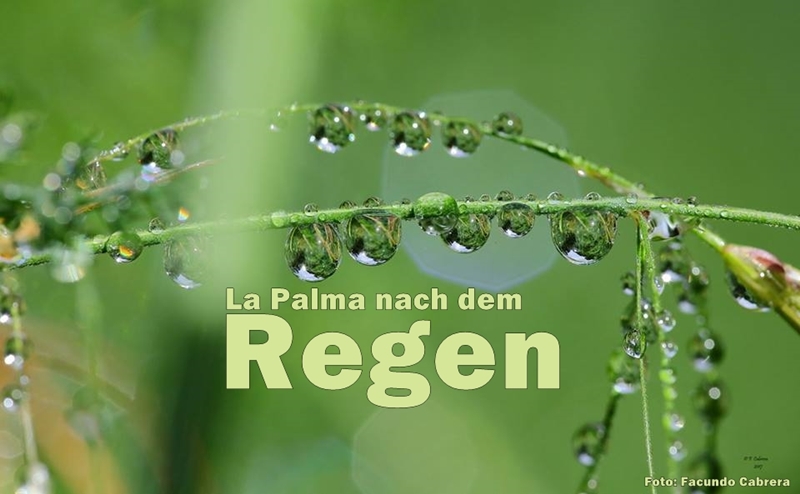 nach-dem-regen-facundo2