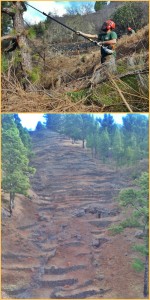 Waldbrand-Vorbeugung: Trockenes Unterholz, insbesondere in den Feuerschneisen, muss beseitigt werden. Fotos: Cabildo