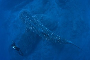 Walhai vor Fuencaliente: Luis García von der Asociación La Palma Isla Azul gelangen aufsehenerregende Fotos.