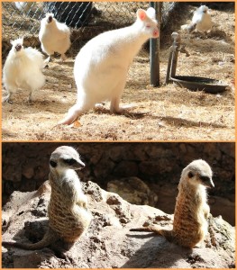 Maro Parque: Hier lebenein seltenes weißes Känguruh und lustige Erdmännchen. Fotos: La Palma 24