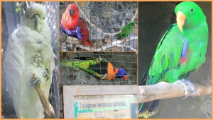 Der Maro Parque im Osten der Isla Bonita: ein Zuhause für ausgesetzte Exoten und vom Einfuhrverbot betroffene Tiere, die im Hafen oder am Flughafen von Santa Cruz de La Palma beschlagnahmt wurden. Fotos: La Palma 24