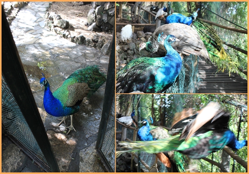 Freigehege-Kuppeln im Maro Parque: Gleich am Eingang empfäng mich ein Pfau - seine Kollegen bleiben cool sitzen, als ich vorbeigehe, nur einer flattert davon. Fotos: La Palma 24