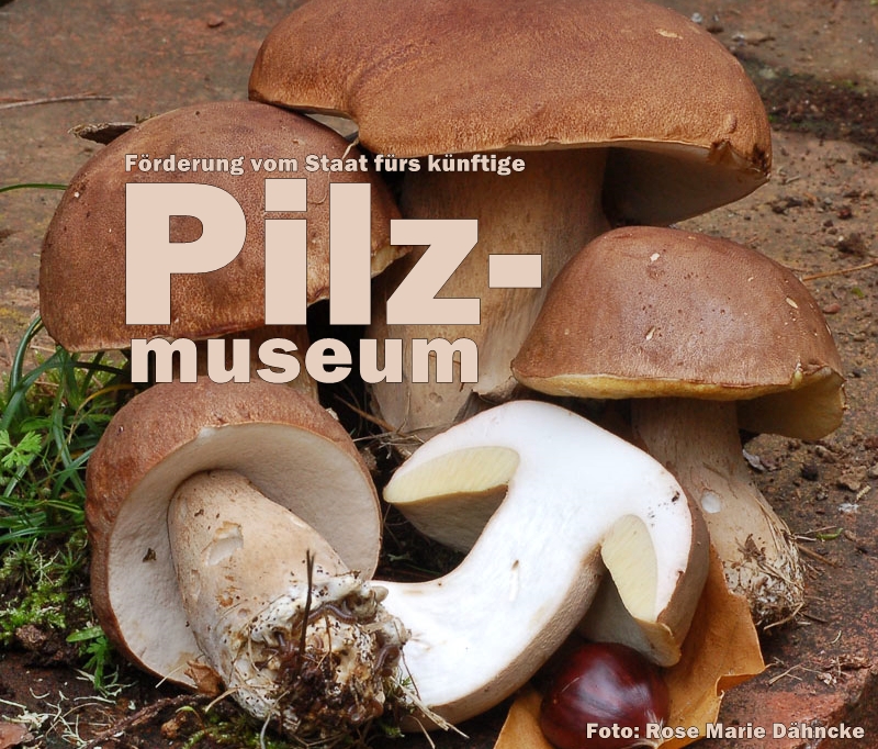 pilz-museum-la-palma-titel