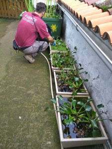 Bioinvasoren Wasserhyazinthen: Nicht kaufen, wenn Sie sie irgendwo sehen, sondern dem Inselumweltamt Bescheid sagen. Foto: Cabildo