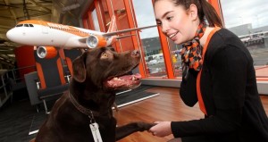 EasyJet: Tierbetreuungsidee für Fluggäste in Planung. Pressefoto EasyJet