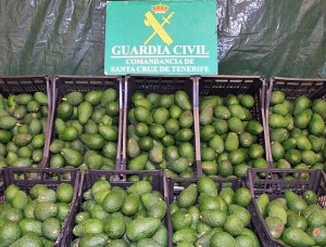 Manchmal werden sie geschnappt, manchmal auch nicht: Avocado-Diebe. Foto: Guardia Civil