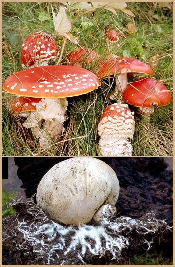 Auch sie gibt es natürlich auf der Insel: giftige Kerlchen mit Hut wie Fliegenpilze oder Boviste. Fotos: Rose Marie Dähncke