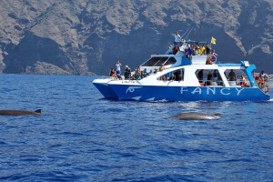 Die Fancy 2: Das Ausflugsboot sichtet und dokumentiert die Sichtungen von Cetaceen auf den Kanaren. Foto: Fancy 2