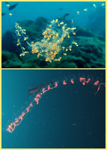 Perlenketten: Auch diese Quallenart hat Gerog Maghon bei seinen Tauchgängen schon in den Meereswelten um La Palma gesichtet und fotografiert.