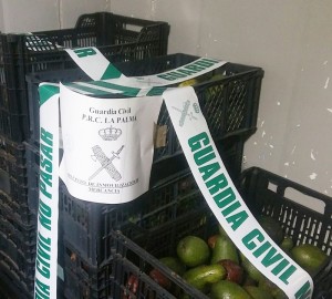 Avocado-Diebe auf La Palma haben es immer schwerer: Die Guardia Civil kontrolliert im Einzel- und Großhandel die Herkunftsnachweise. Foto: Guardia Civil