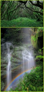 La Palma bietet auch kleiner Touren für weniger konditionsstarke Wandersleute: etwa im Lorbeerwald von Los Tilos - auch im Sommer ist es hier weniger heiß als anderswo auf der Insel. Fotos: Facundo Cabrera