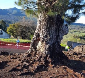 Die Pino de la Virgen in El Paso: Boden frei gemacht, damit Regenwasser gut an die Wurzeln kommt. Foto: El Paso