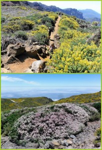 Roque de Los Muchachos im Mai/Juni: alles blüht! Fotos: Graja-Tours