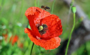 Die Bienen sind durch Insektizide und Pestizide weltweit in Gefahr: ökologisch Imkern ist angesagt - das Cabildo bietet Kurse. Foto: Facundo Cabrera