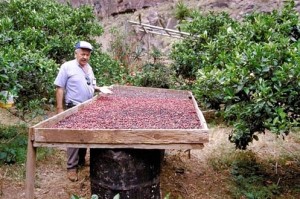 Kaffeebohnenanbau auf den Kanaren: Die Bauern aus Agaete zeigen, dass es funktionieren kann. Foto: Agaete
