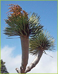 Junger Drago: Aus Drachenblut geboren... Foto: La Palma 24