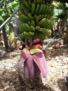 Banenenplantage auf La Palma: Staude mit Blüte. Foto: La Palma 24