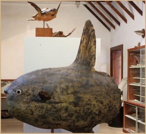 inselmuseum-la-palma-mondfisch