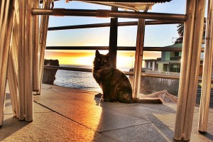 Streunende Katzen: ein Problem auf der ganzen Insel, Tijarafe geht es durch eine Sterilisierungsaktion an. Foto: La Palma 24