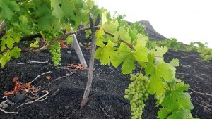 Trauben im Foto: Bodegas Matias Torres.