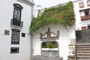 Eines der letzten Fotos mit der Rankgeranie auf dem Rathausplatz der Hauptstat: Sie muss nun aus Sicherheitsgründen weg. Foto: Santa Cruz